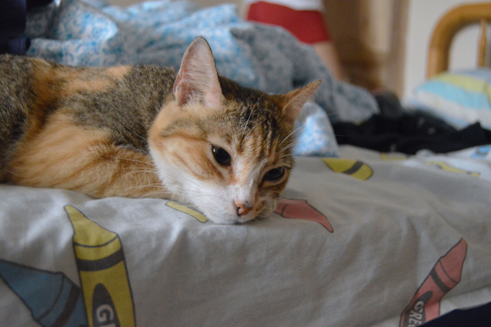 Nikon D3200 sample photo. Cat, cat, bed, sleeping photography