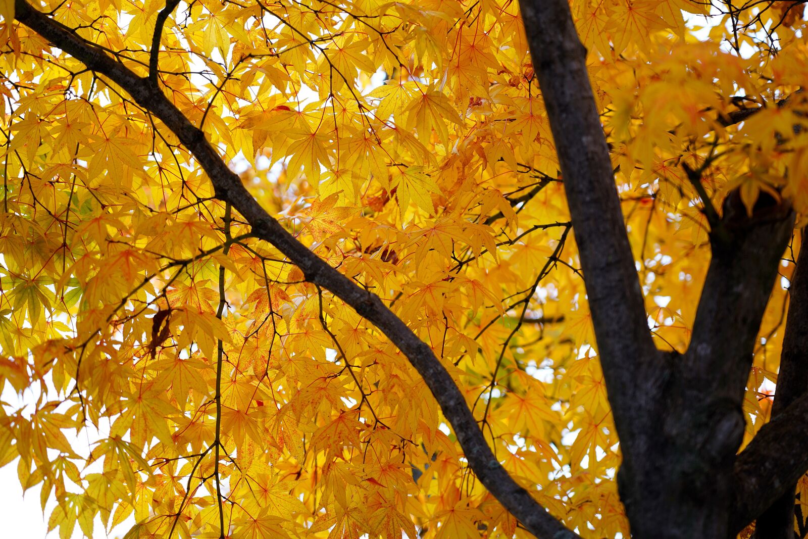 Sony FE 24-105mm F4 G OSS sample photo. Maple, maple tree, yellow photography