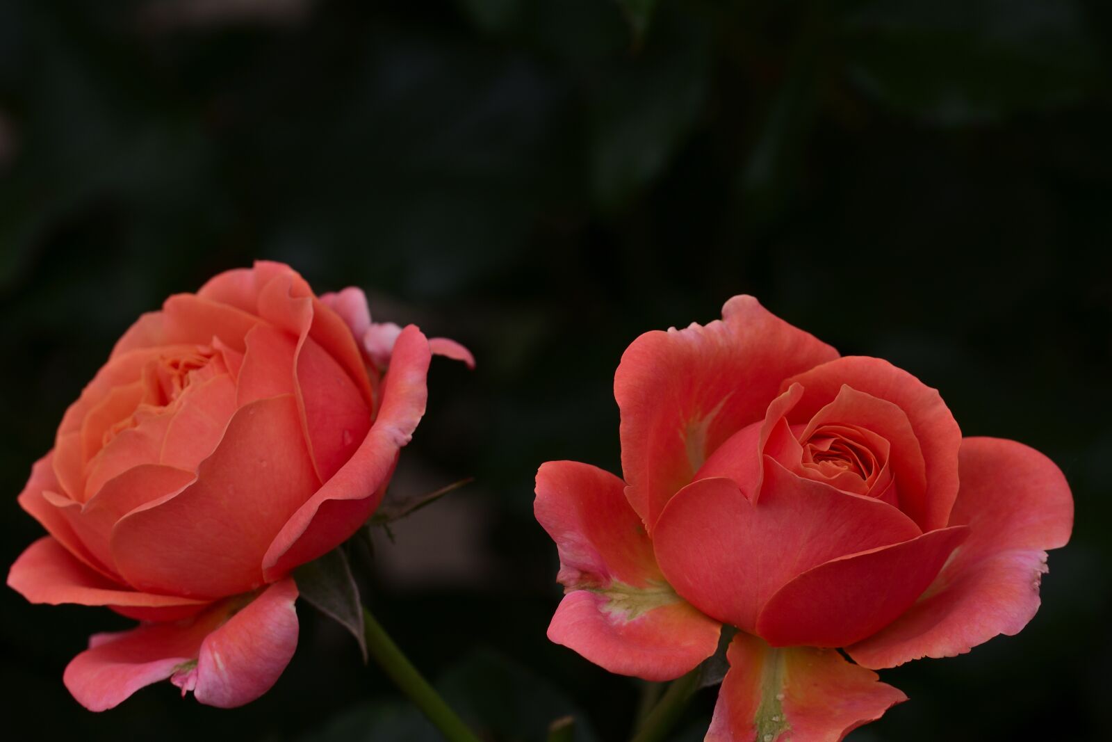 Nikon D5200 sample photo. Roses, pink roses, pink photography