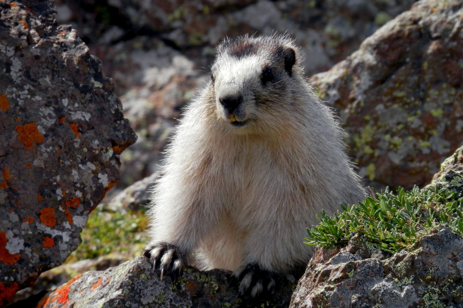 Olympus SZ-12 sample photo. Marmot, brower's marmot, alaska photography