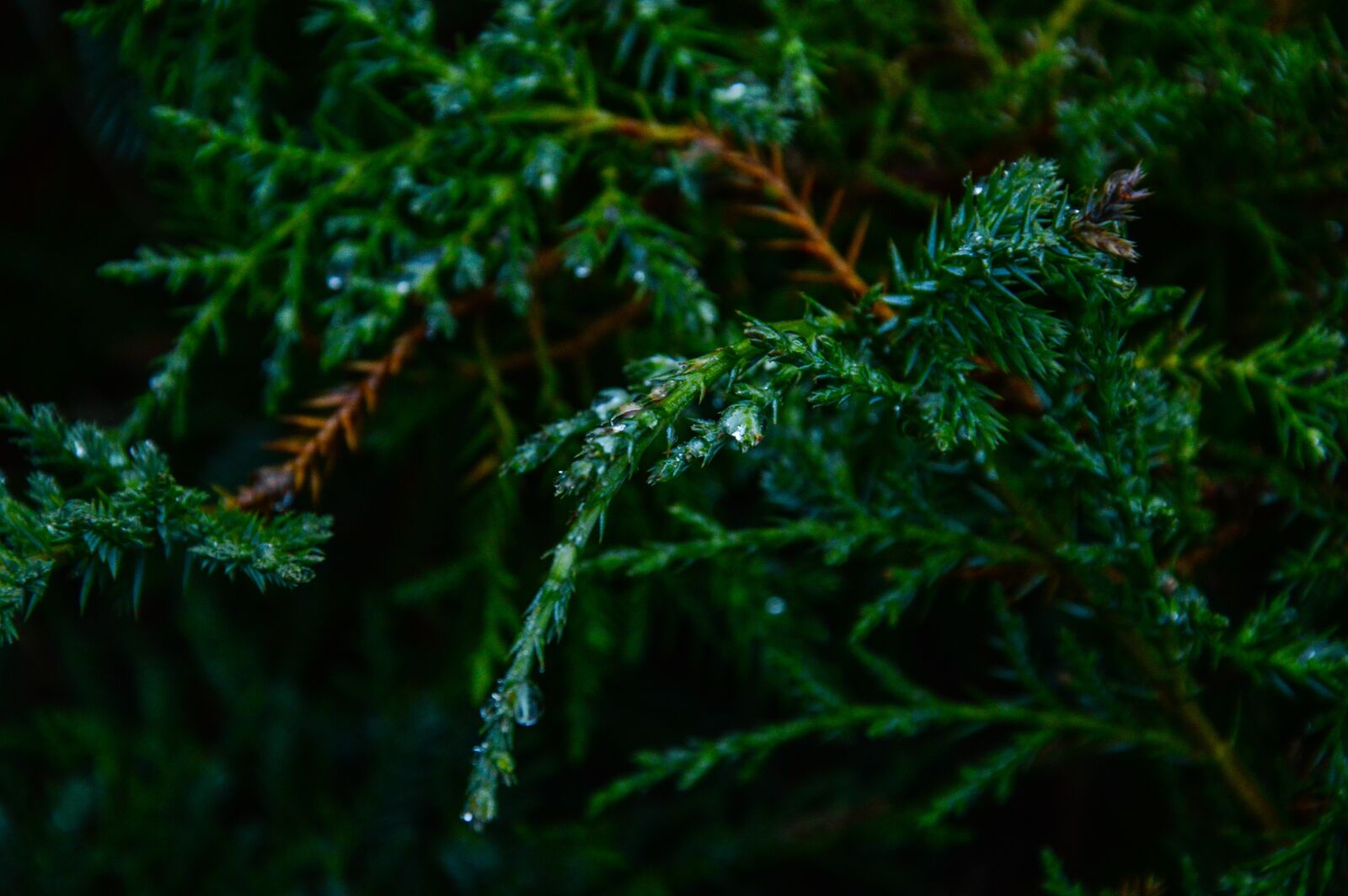 Nikon D3200 sample photo. Green, trees, leaves photography
