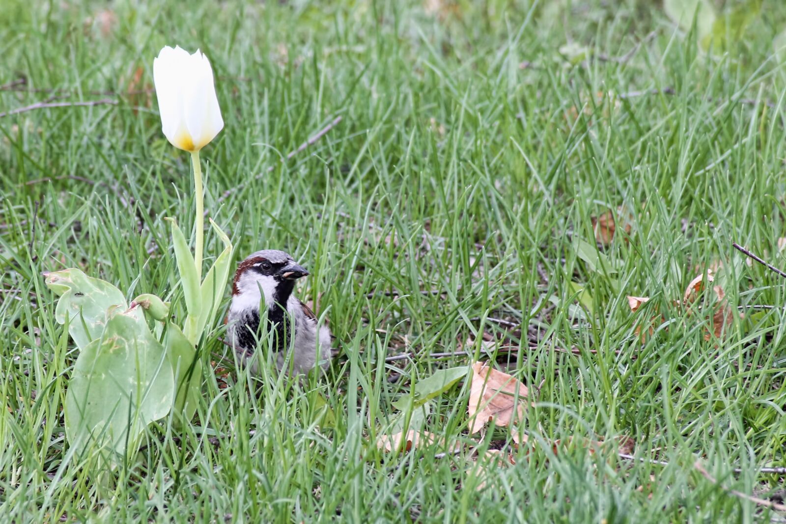 Canon EOS 1100D (EOS Rebel T3 / EOS Kiss X50) sample photo. Meadow, flower, blossom photography