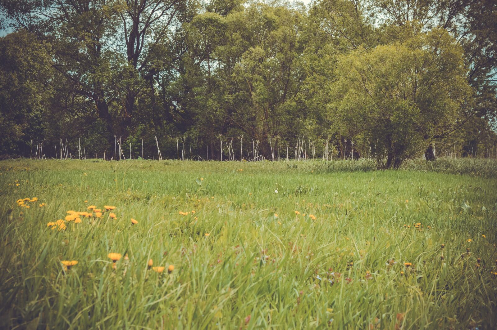 Nikon D3200 sample photo. Field, meadow, forest photography