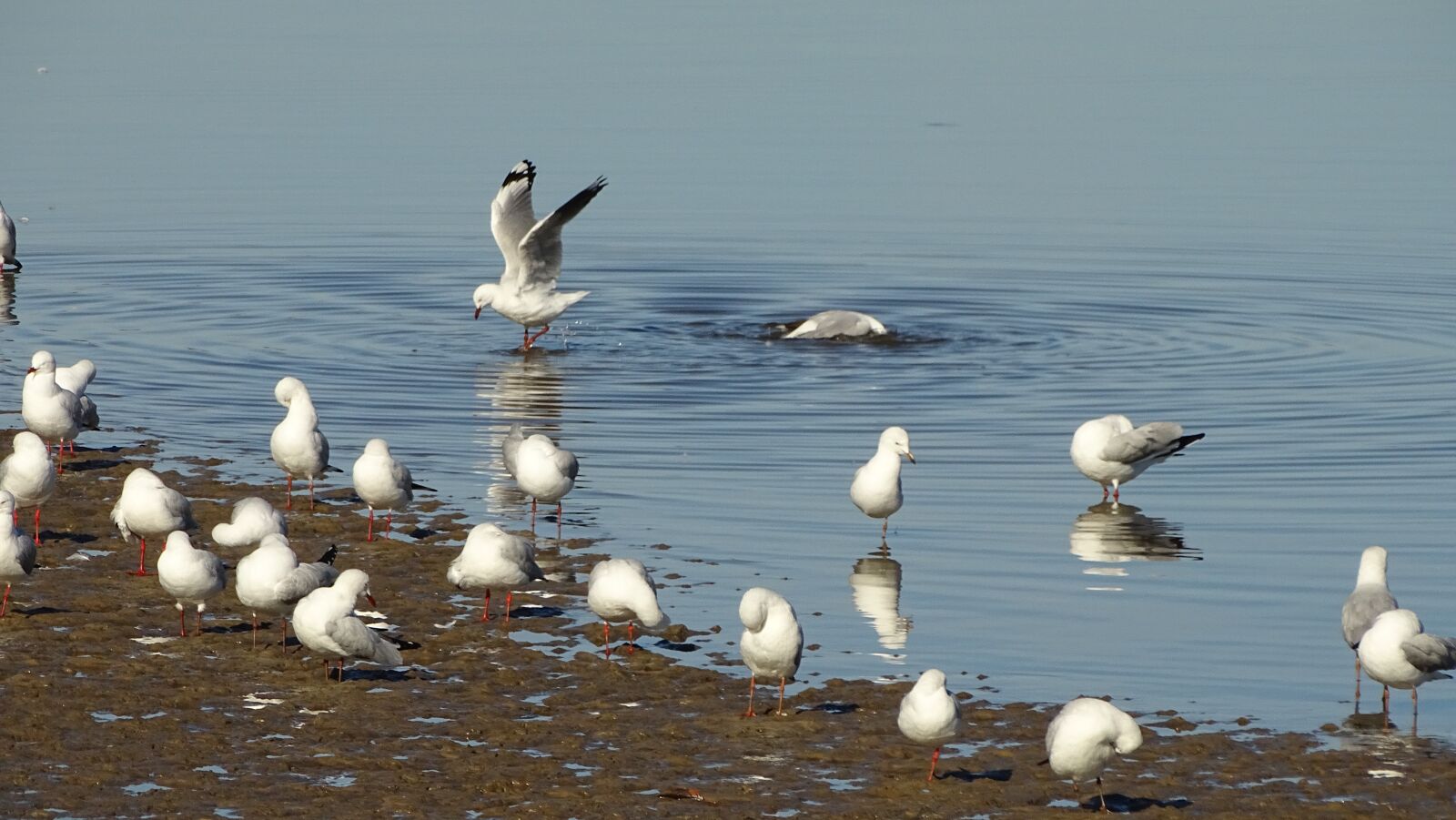 Sony Cyber-shot DSC-HX400V sample photo. Seagulls, beach, shore photography