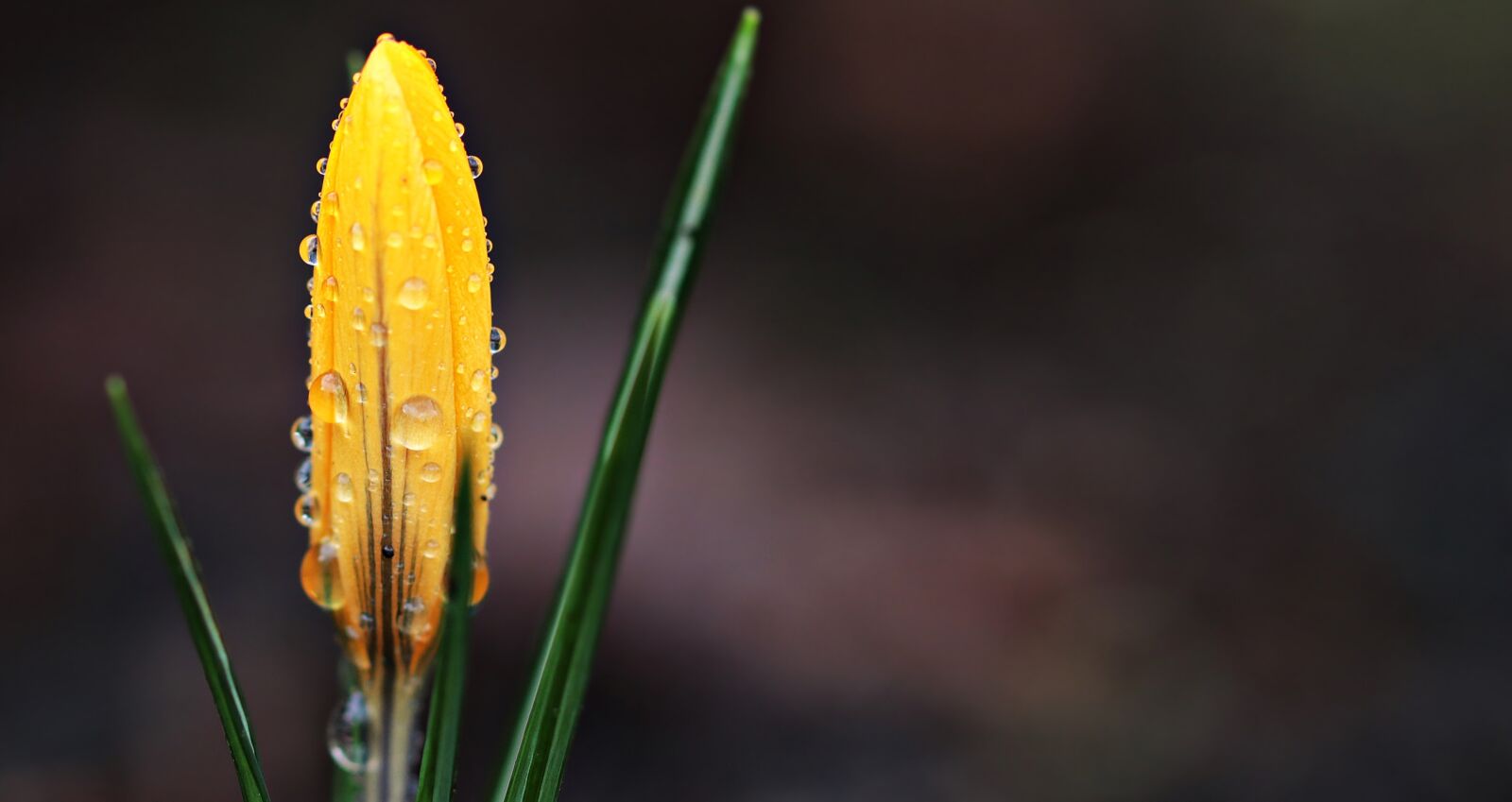 Canon EOS 80D sample photo. Crocus, flower, raindrop photography
