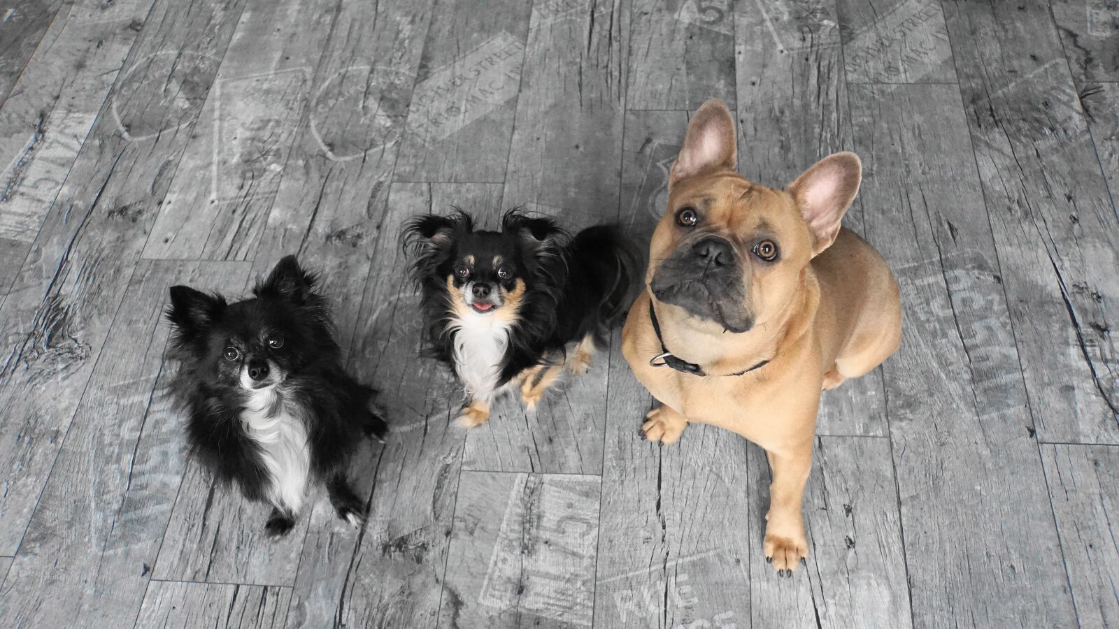 Sony E 18-200mm F3.5-6.3 OSS LE sample photo. Pack, dogs, chihuahua photography