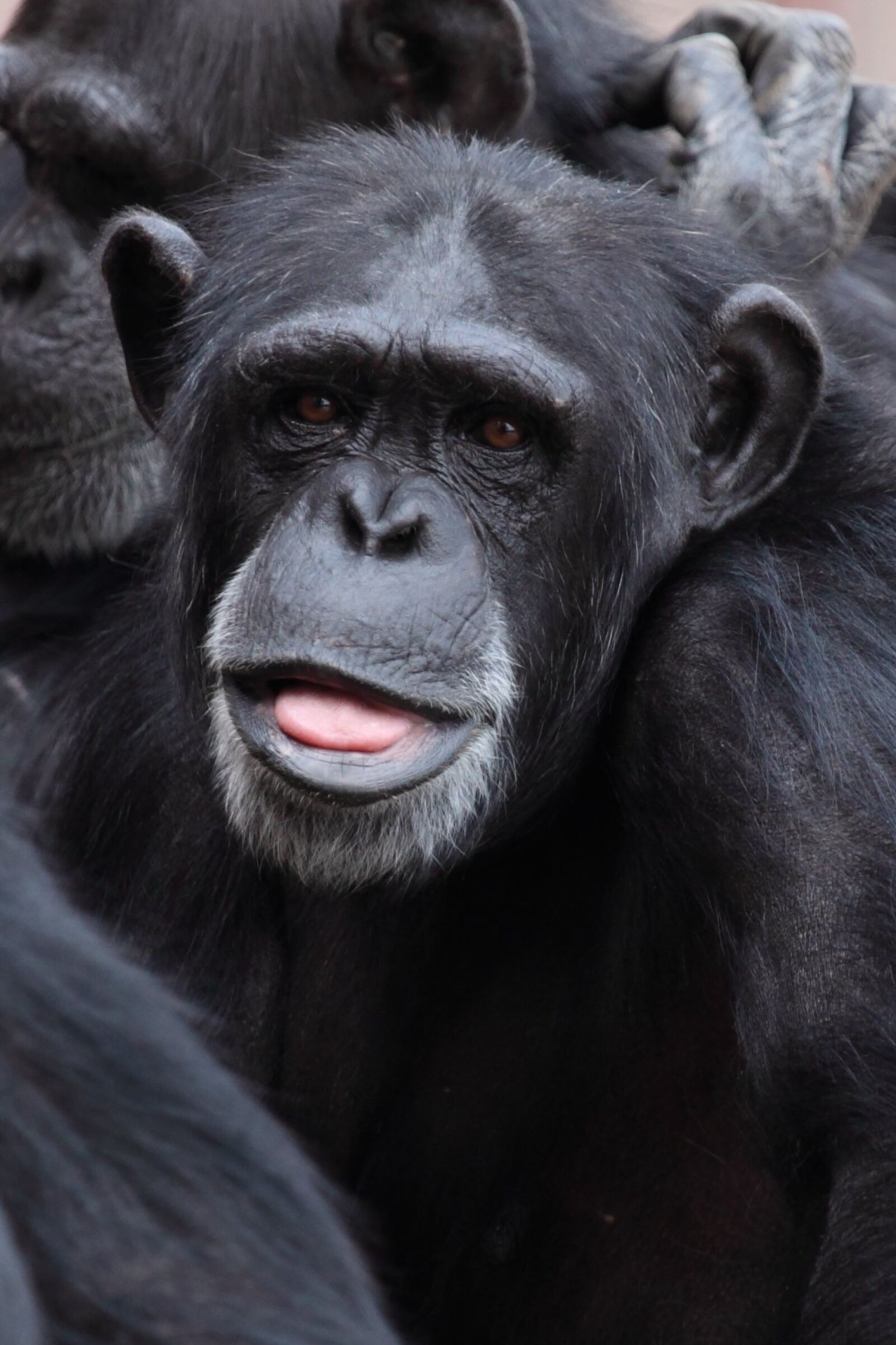 Canon EOS 5D Mark II sample photo. Black, chimpanzee photography