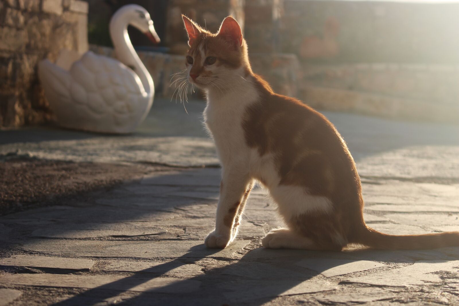 Canon EOS 100D (EOS Rebel SL1 / EOS Kiss X7) sample photo. Cat, domestic cat, animal photography