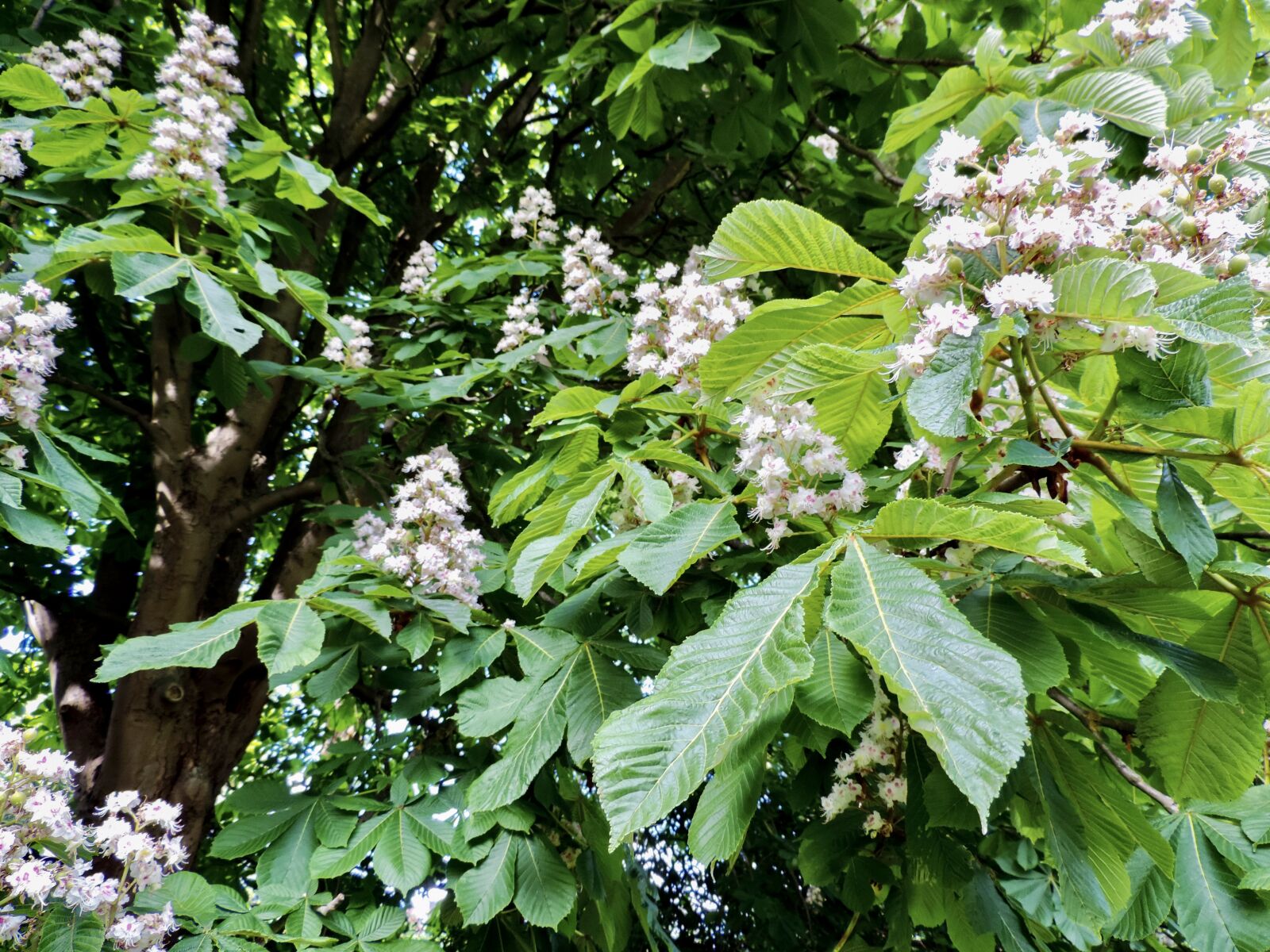 Nikon Coolpix P520 sample photo. Chestnut, chestnut tree, tree photography