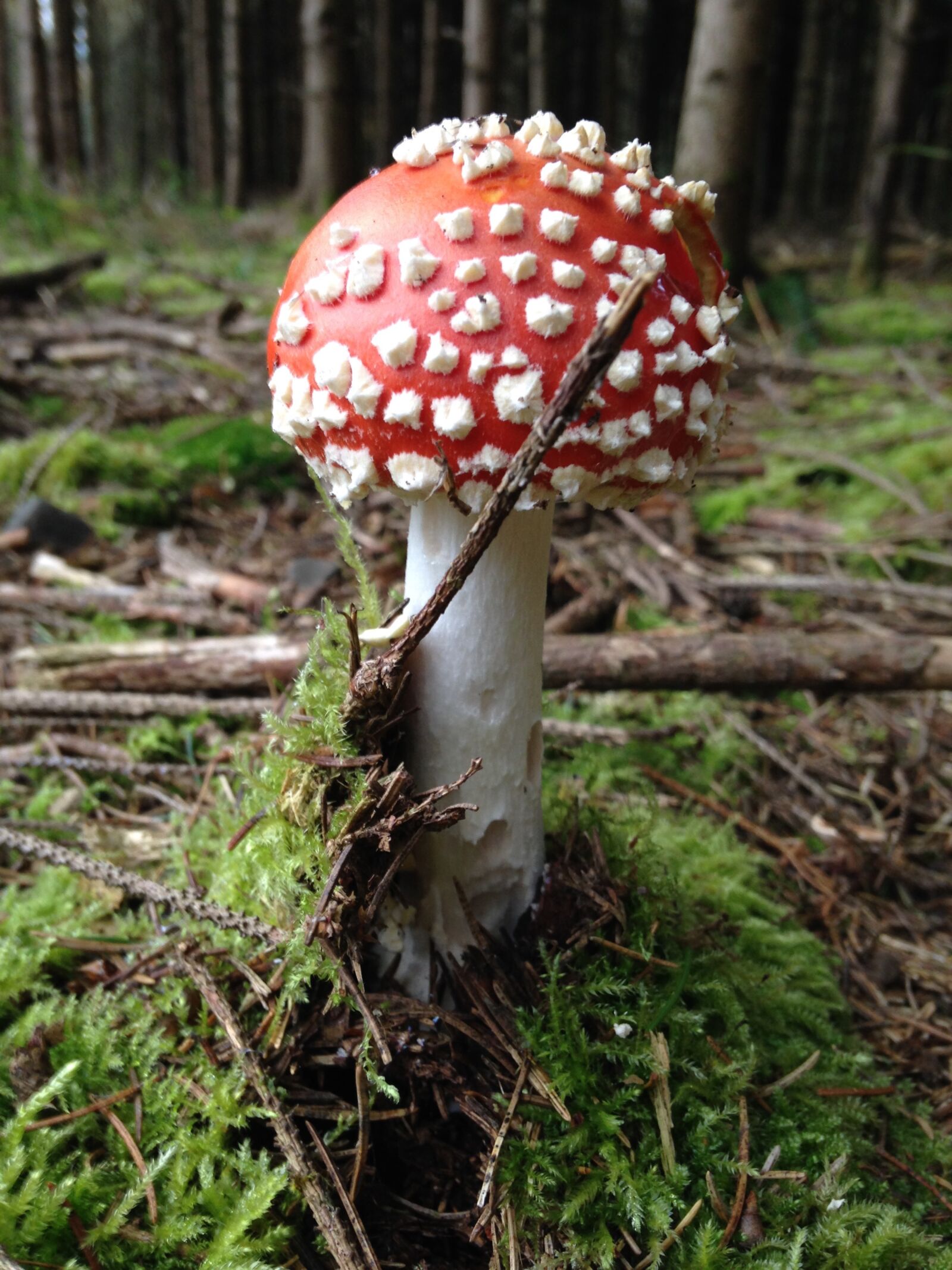 iPhone 5c back camera 4.12mm f/2.4 sample photo. Mushroom, fly agaric, forest photography