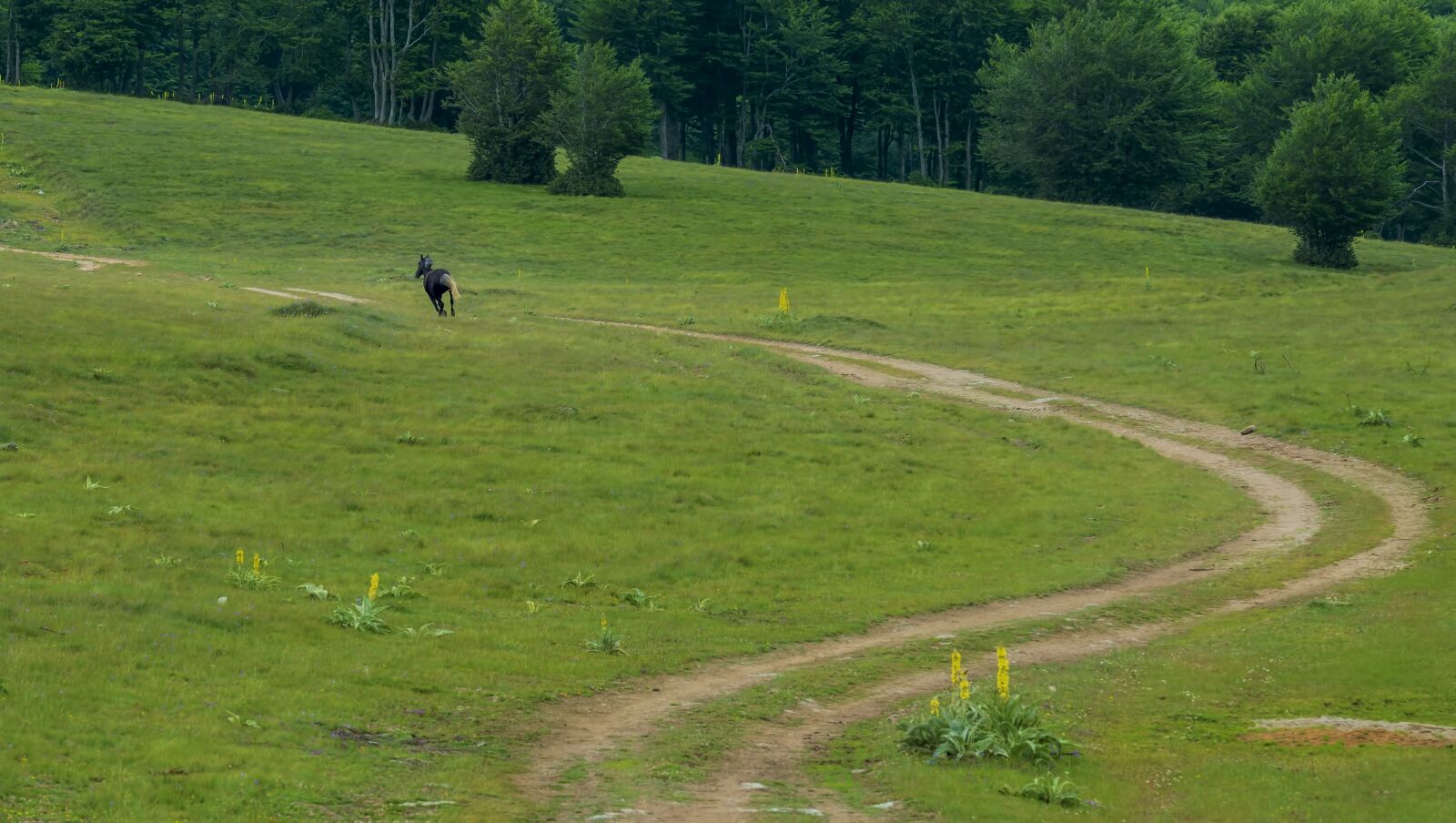 Nikon D7200 sample photo. Horse, green, mountain photography