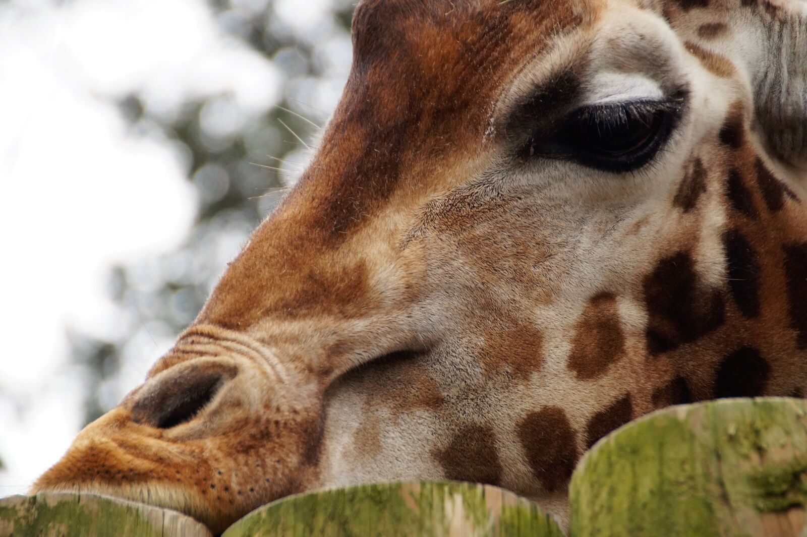 Sony SLT-A58 sample photo. Giraffe, animal, head photography