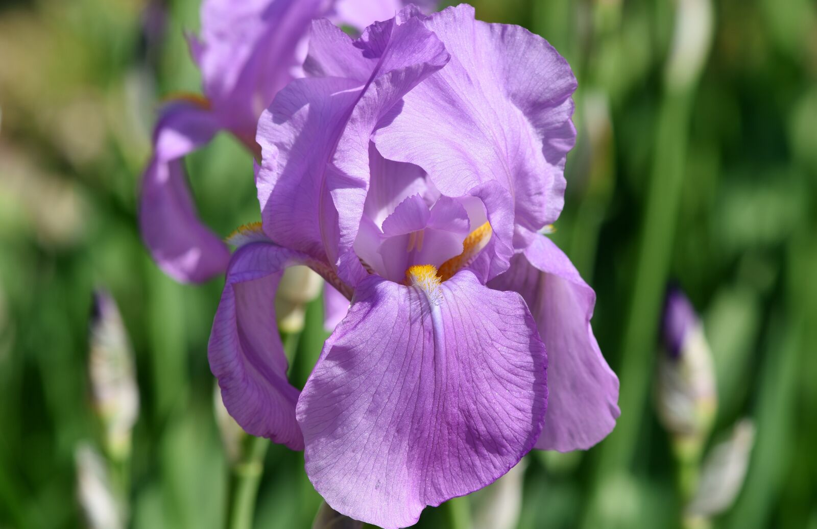 Nikon D7200 sample photo. Iris, iris flower, schwertliliengewaechs photography