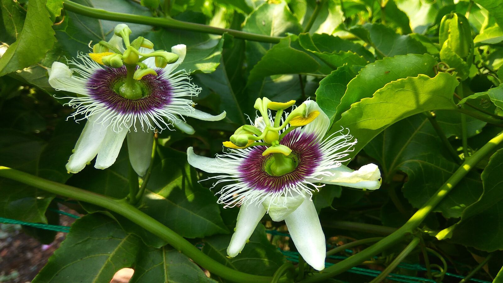 Xiaomi Redmi Note3 sample photo. Nature, flora, flower photography