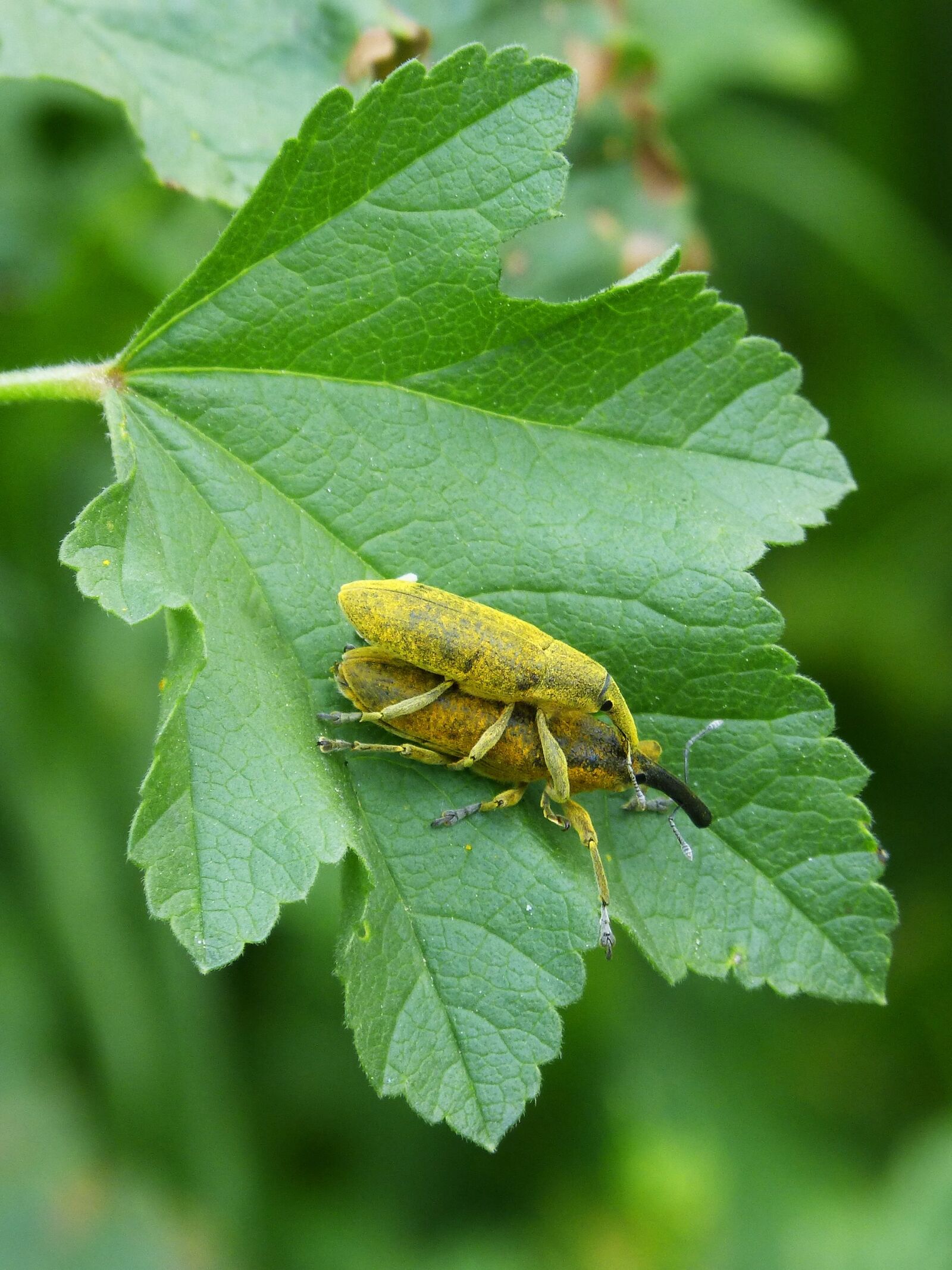 Panasonic DMC-FZ62 sample photo. Lixus angustatus, lixus, beetle photography