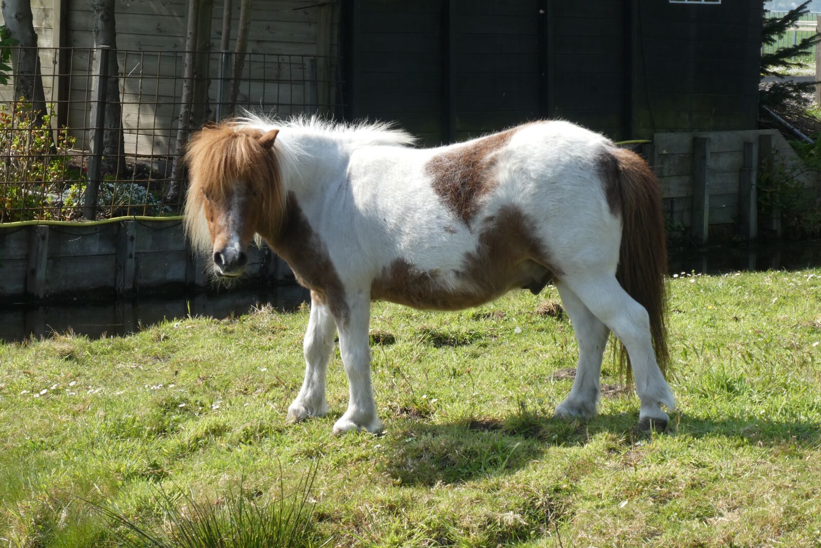 Panasonic Lumix DC-ZS70 (Lumix DC-TZ90) sample photo. Pony, pasture, landscape photography