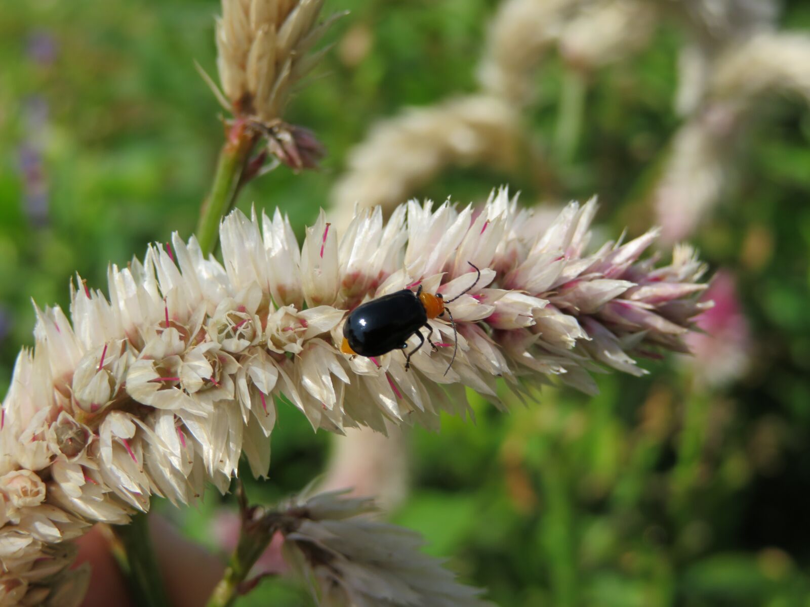 Canon PowerShot SX720 HS sample photo. Flower, insect, white photography