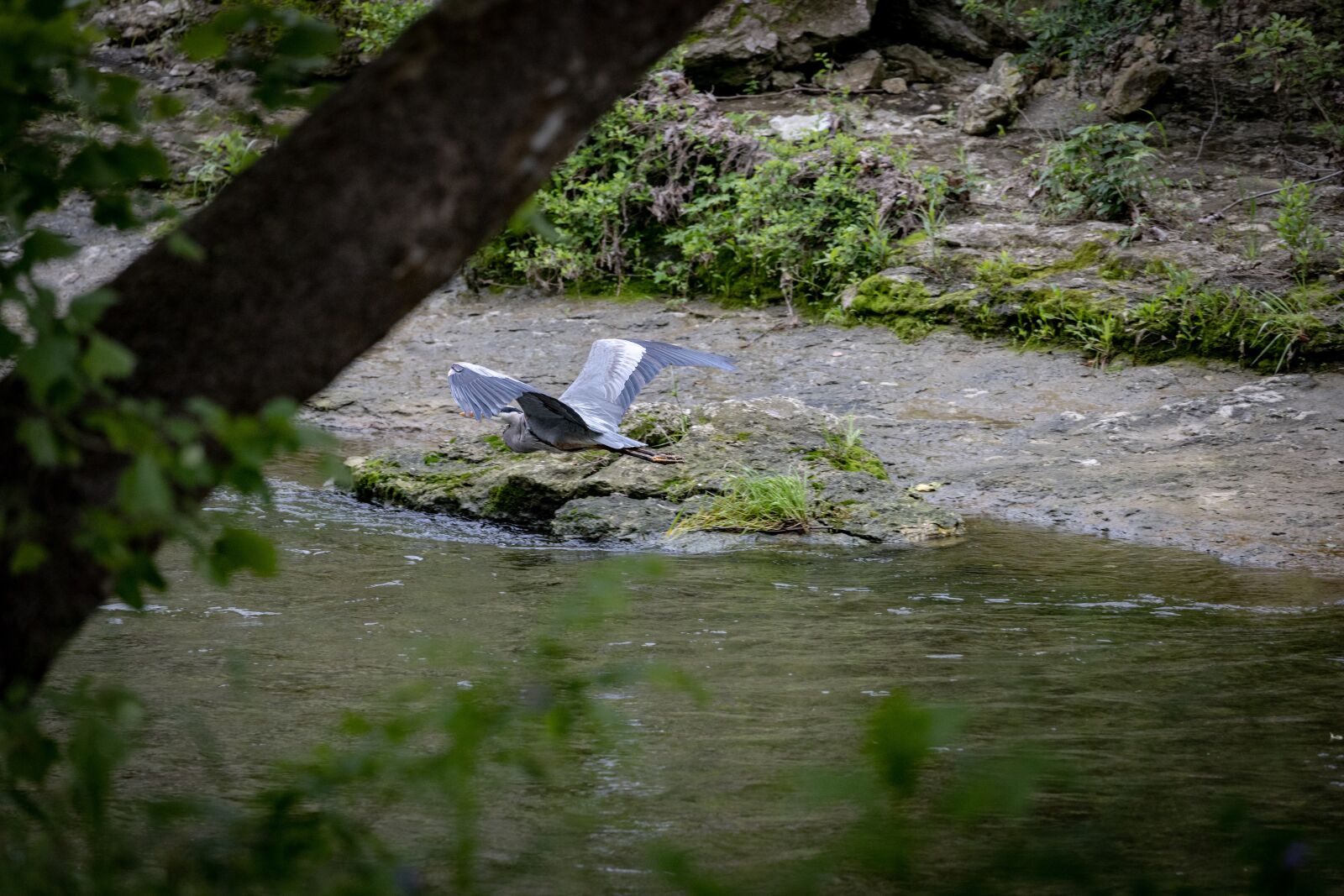 Canon EOS R + Canon EF 100-400mm F4.5-5.6L IS II USM sample photo. Great, blue, heron photography