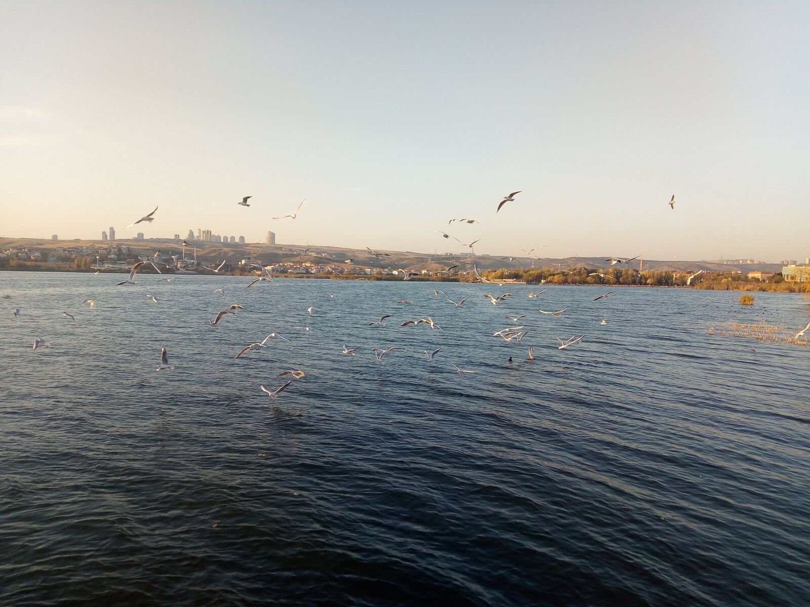 ASUS X008D sample photo. Gölbaşı, martı, su photography