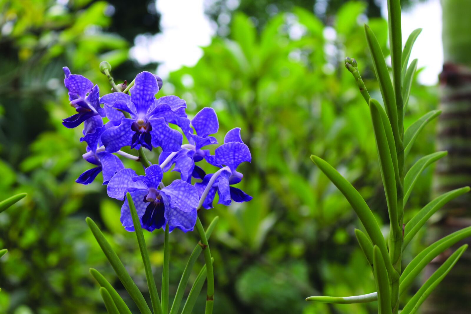 Canon EOS 700D (EOS Rebel T5i / EOS Kiss X7i) sample photo. Flowers, garden, purple photography