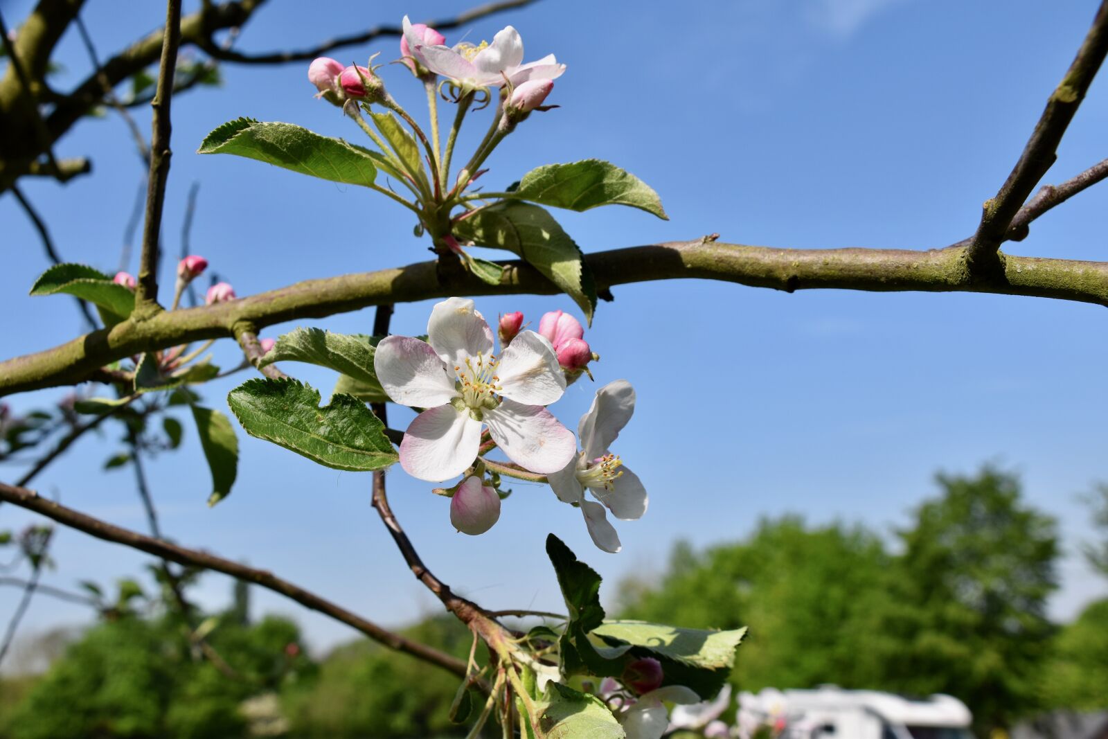 Nikon D5600 sample photo. Flower, flowers of apple photography