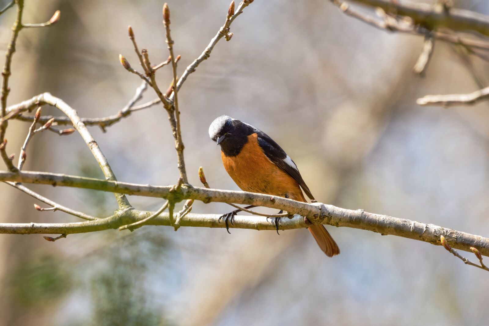 Nikon D7200 sample photo. Animal, forest, wood photography