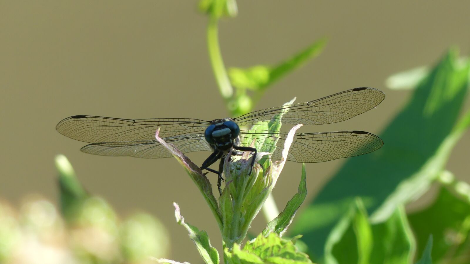 Panasonic Lumix DMC-FZ300 sample photo. Nature, insect, dragonfly photography