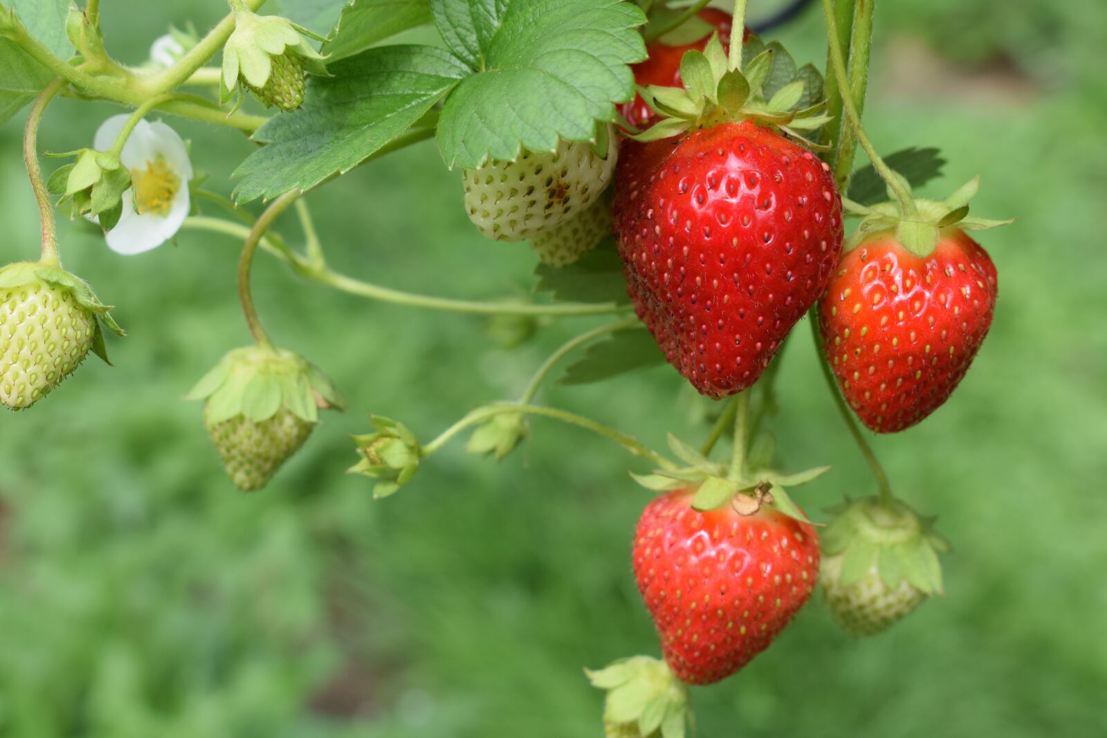 Nikon D3300 sample photo. Nature, strawberries, plants photography