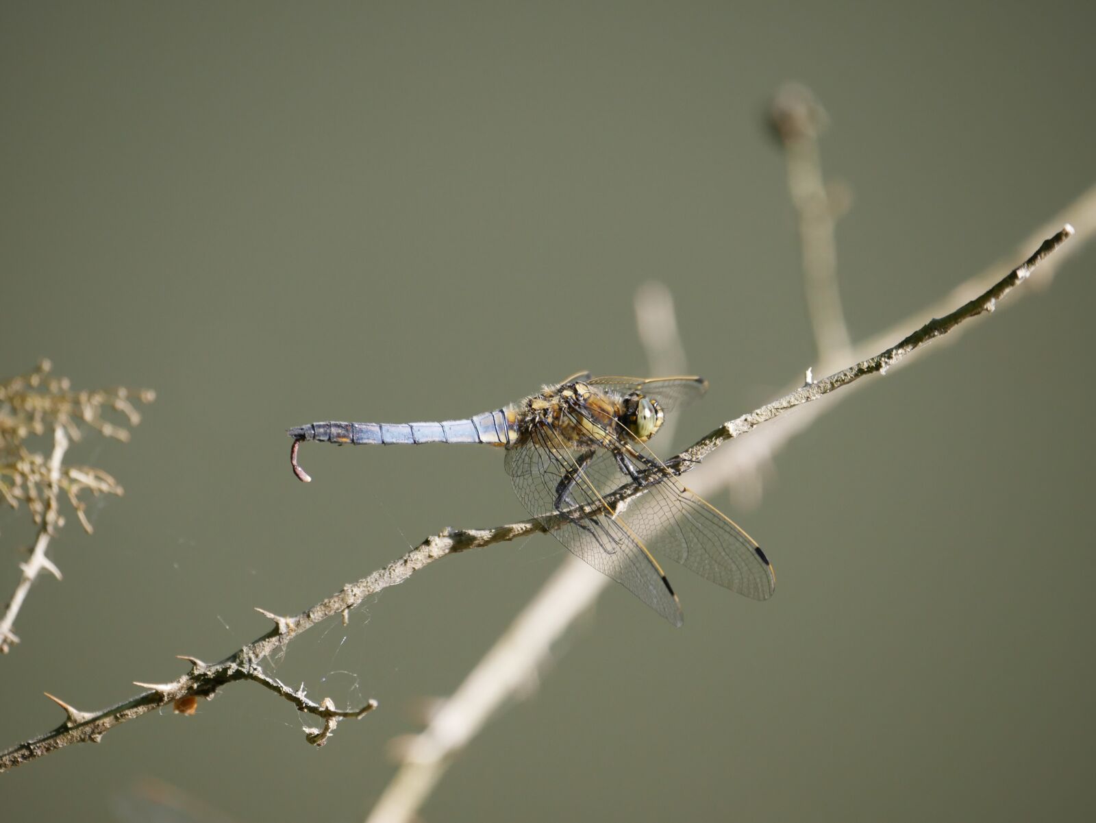 Panasonic DMC-G70 sample photo. Dragonfly, nature, insect photography