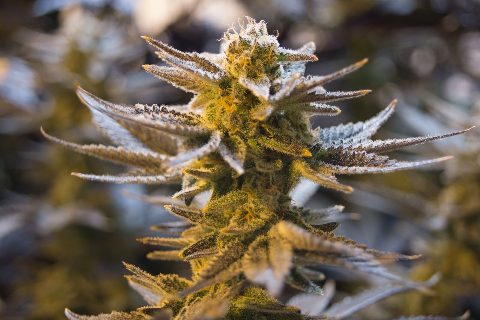 Sony SLT-A65 (SLT-A65V) sample photo. Cannabis, pot, weed photography