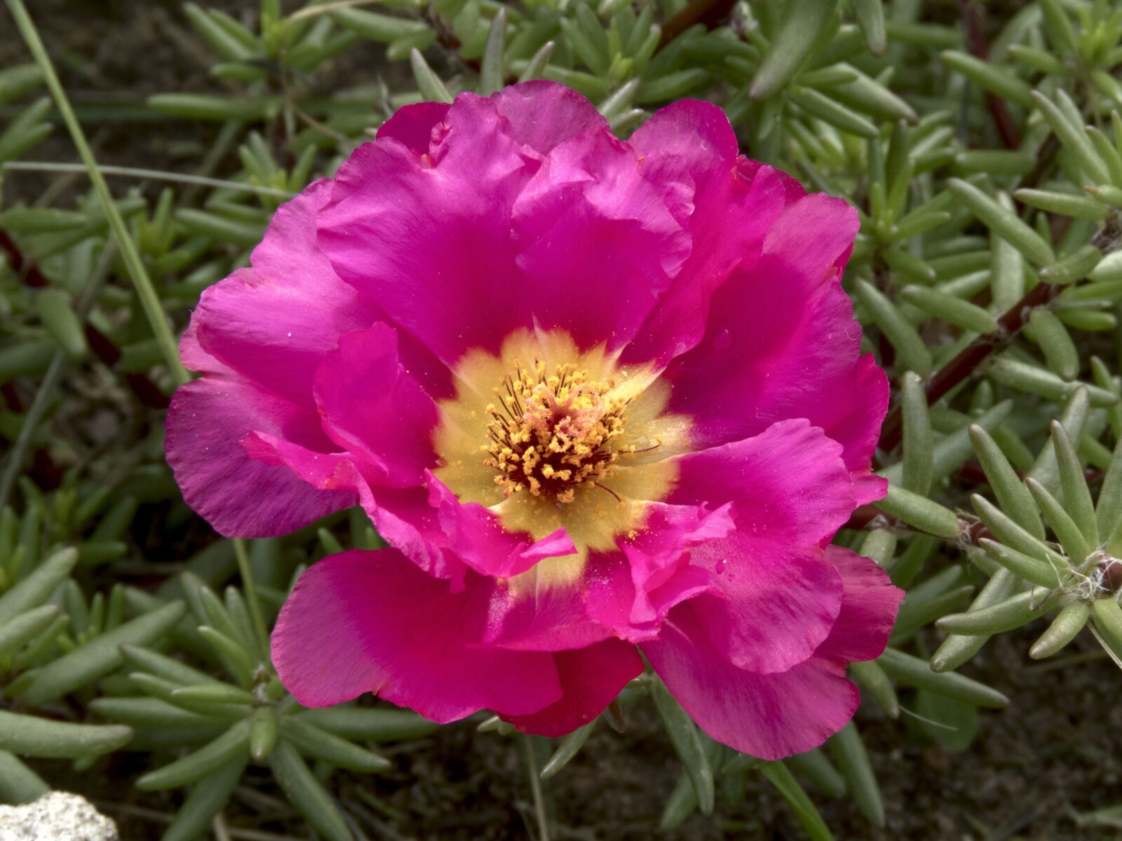 Canon PowerShot SX60 HS sample photo. Purslane, flower, scarlet photography