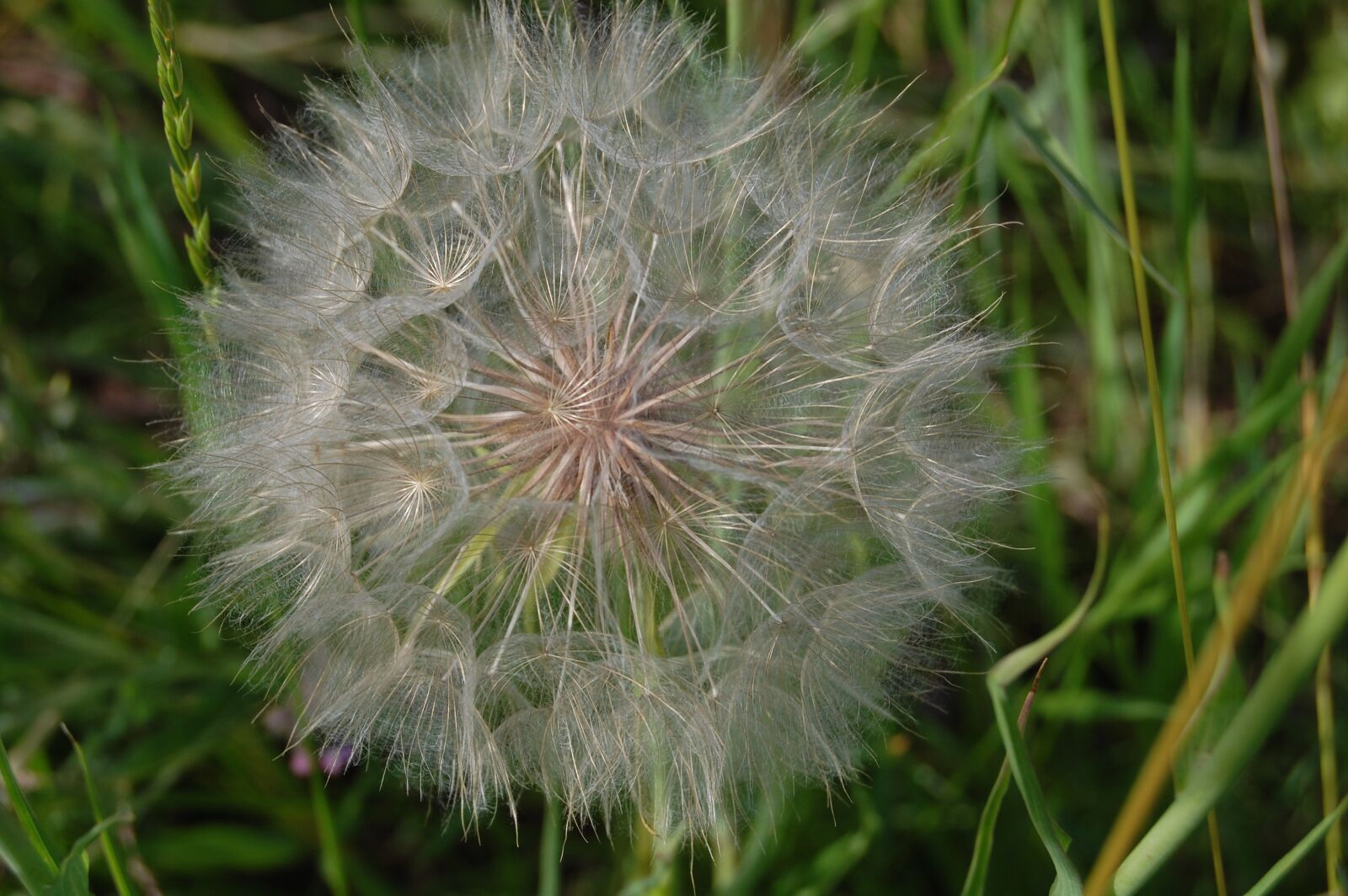 Nikon D40 sample photo. Dandelion, weed, plant photography