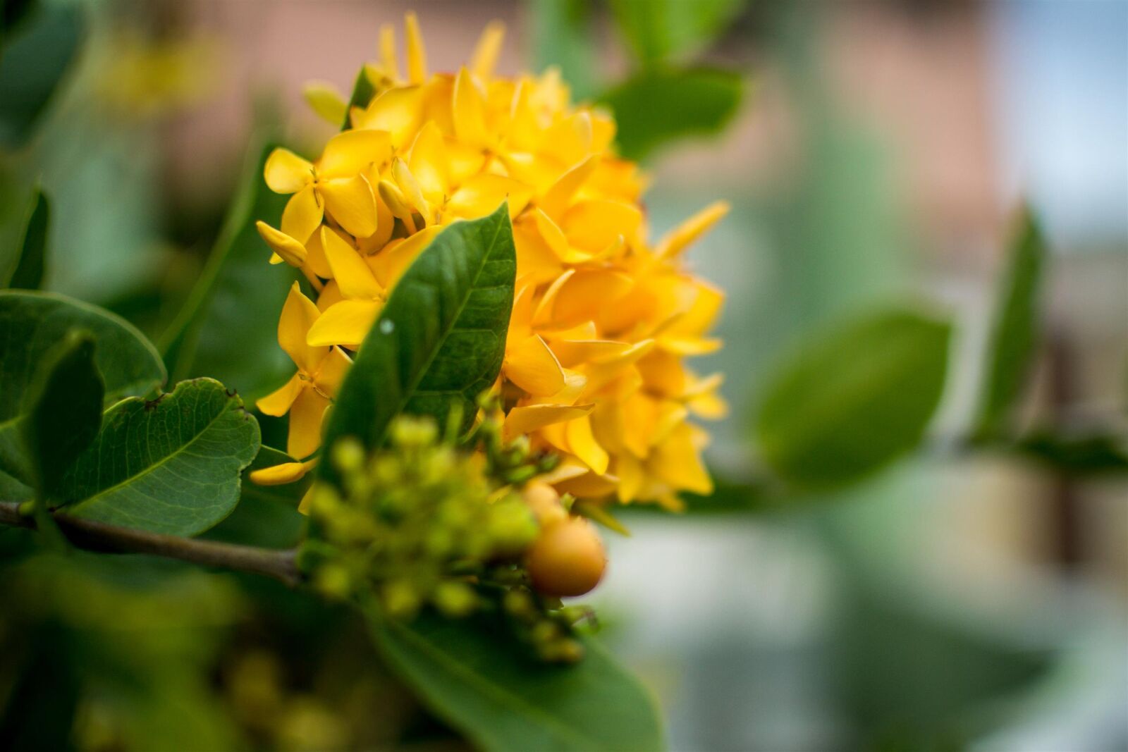Nikon D3100 sample photo. 35mm, flowers, narrow, dof photography