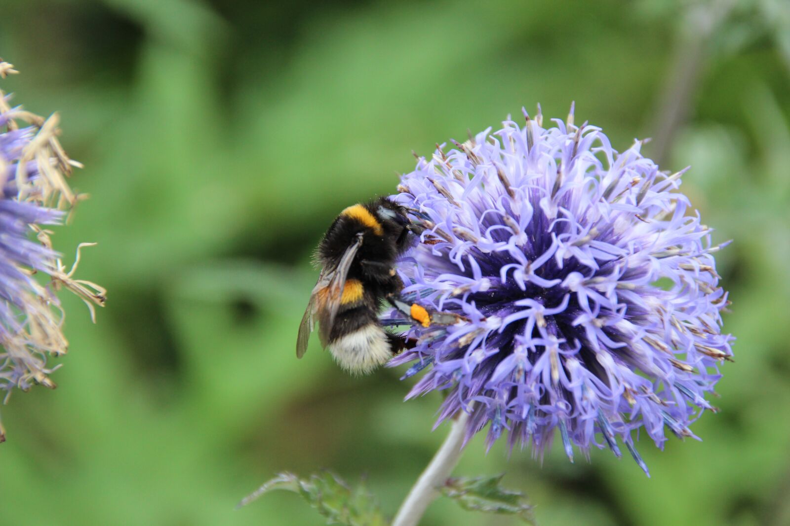 Canon EOS 600D (Rebel EOS T3i / EOS Kiss X5) sample photo. Hummel, insect, pollination photography