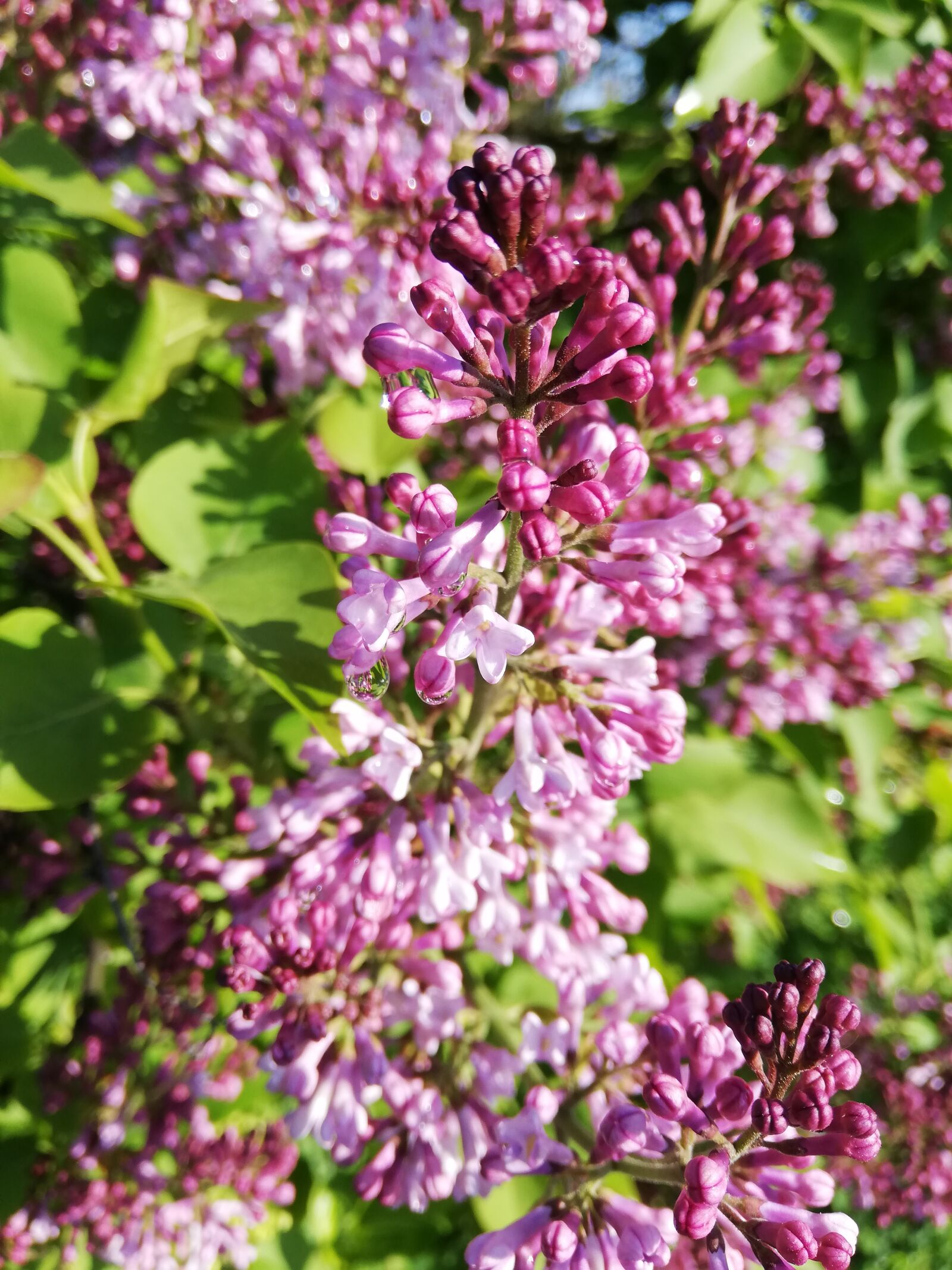 HUAWEI P20 lite sample photo. Lilac, blooms, day photography