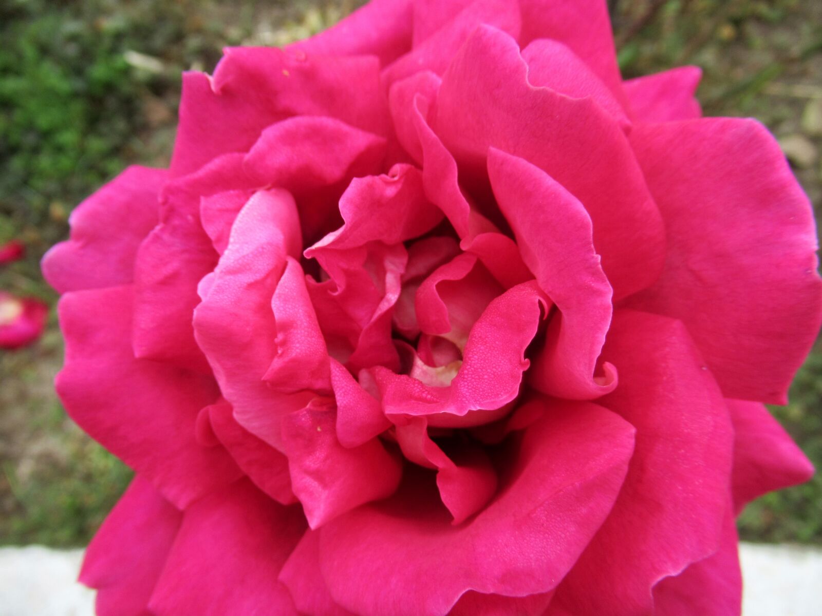Canon PowerShot SX620 HS sample photo. Rose, open, petals photography