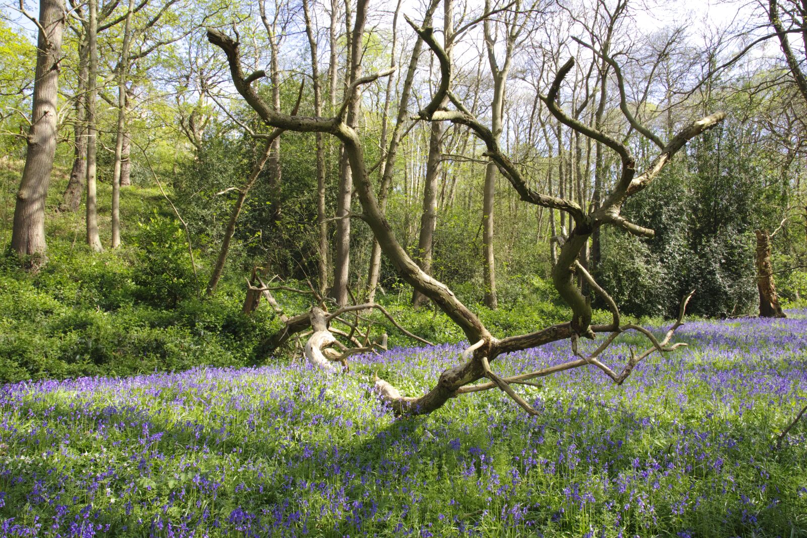 Pentax K-70 sample photo. Bell, blue, bluebell photography
