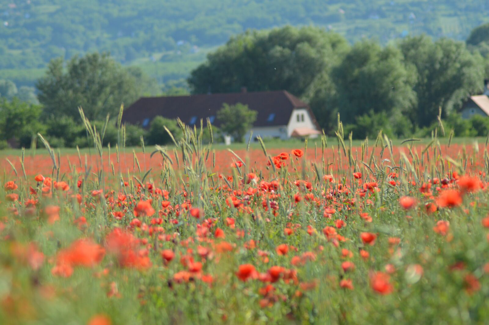 Nikon D3200 sample photo. Poppy, region, rural landscape photography