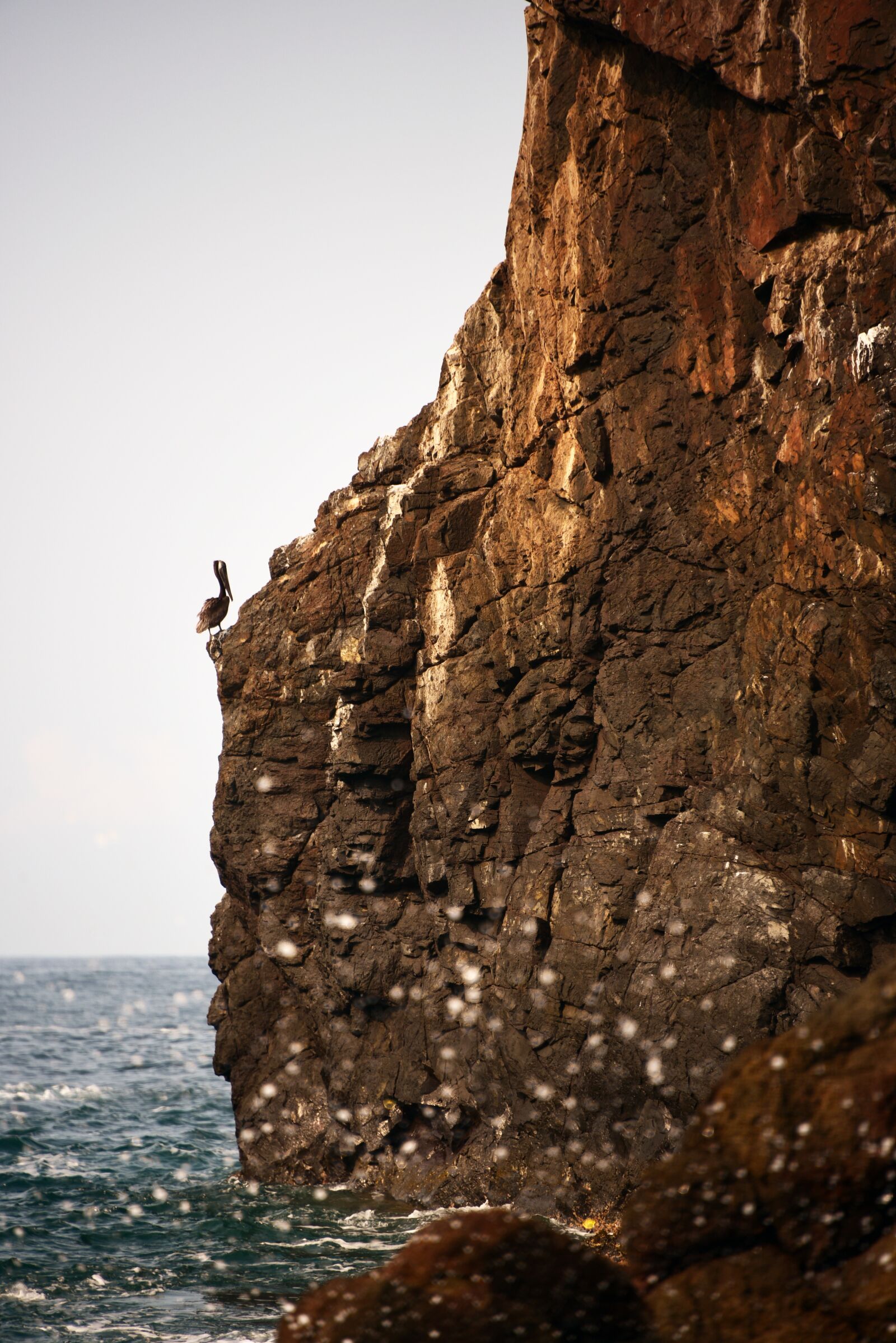 Nikon D750 sample photo. Pelican, bird, birds photography