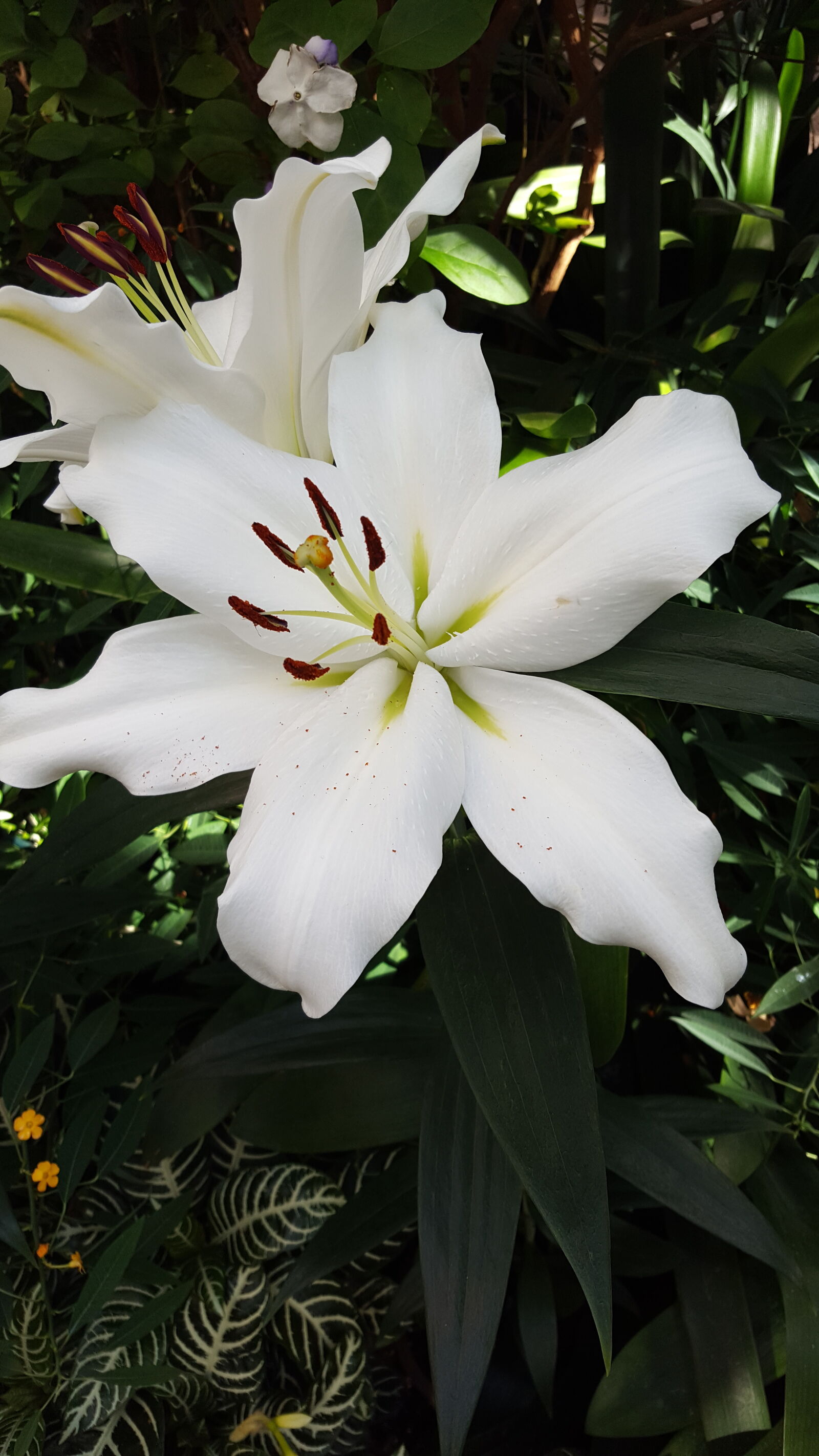 Samsung Galaxy S6 sample photo. White, lily photography