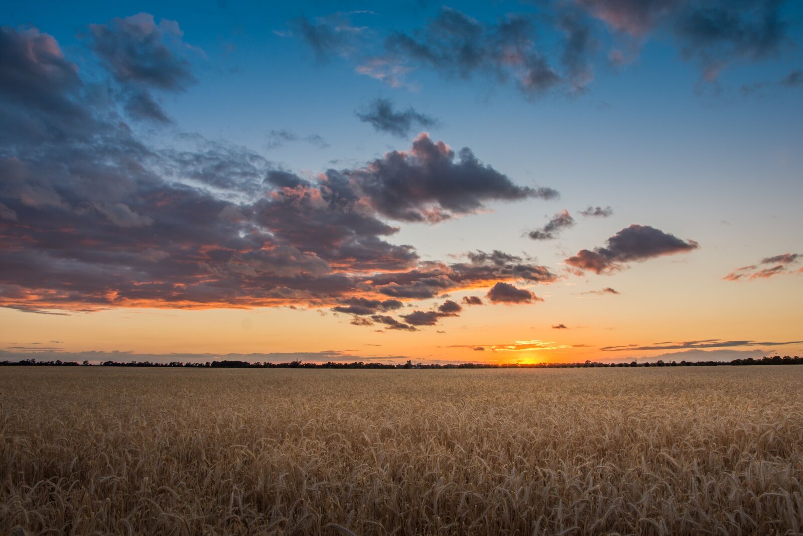 Nikon D7200 sample photo. Field, sunset, cereals photography