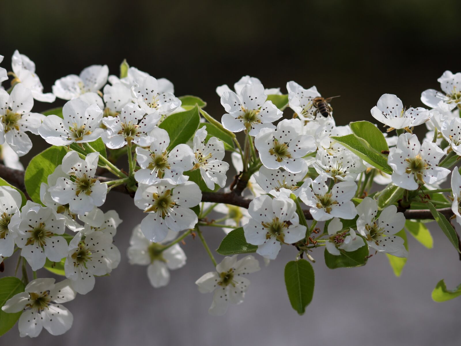 Canon EF 85mm F1.8 USM sample photo. Flowers, white, tree photography