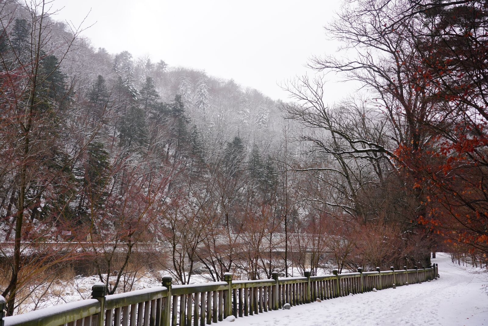 Sony FE 24-105mm F4 G OSS sample photo. Snow, winter, pine photography