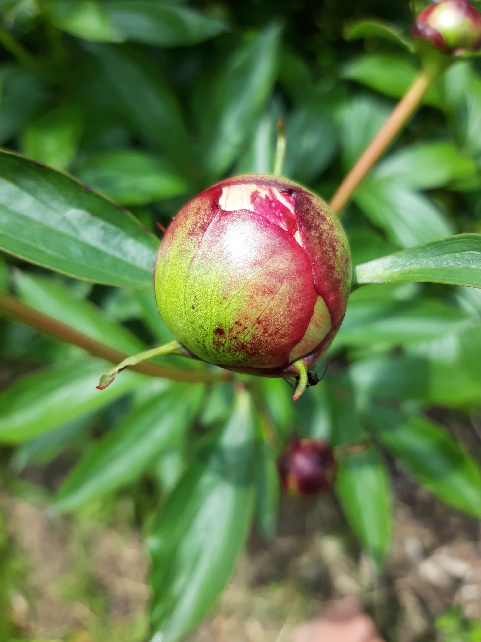 Samsung Galaxy A6 sample photo. Peony, plant, bloom photography