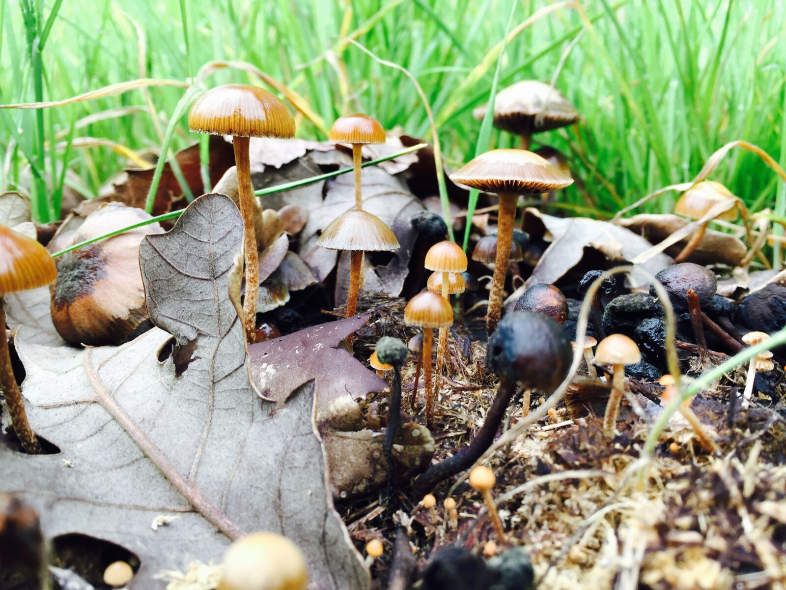 iPhone 6 Plus back camera 4.15mm f/2.2 sample photo. Mushrooms, fall, fairy photography