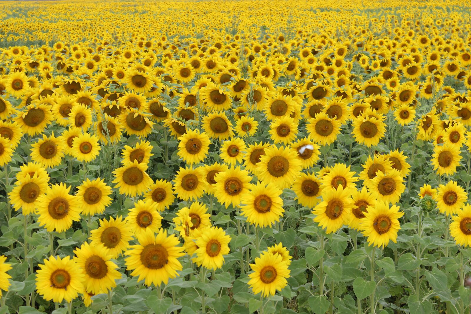 Canon EOS 600D (Rebel EOS T3i / EOS Kiss X5) sample photo. Sunflower field, summer, sunflower photography