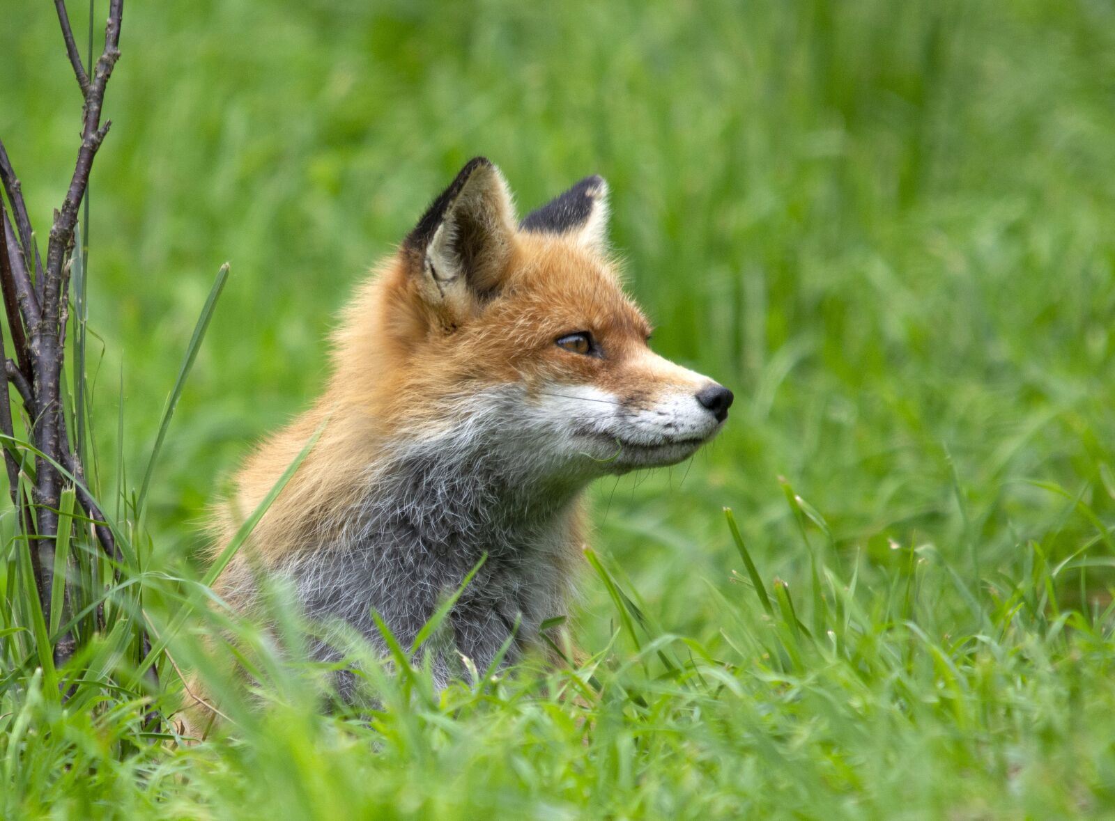 Nikon D7200 sample photo. Fuchs, animal, animal world photography