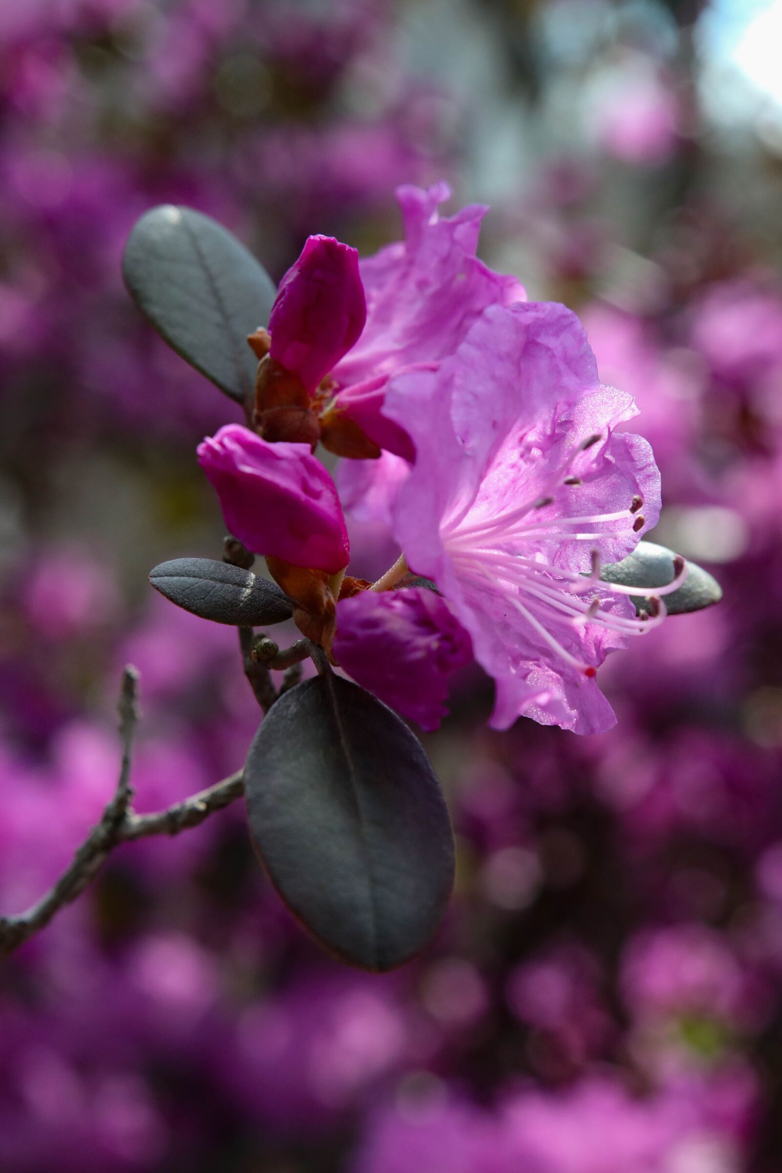 Canon EOS 5D Mark IV sample photo. Flower, azalea, spring photography