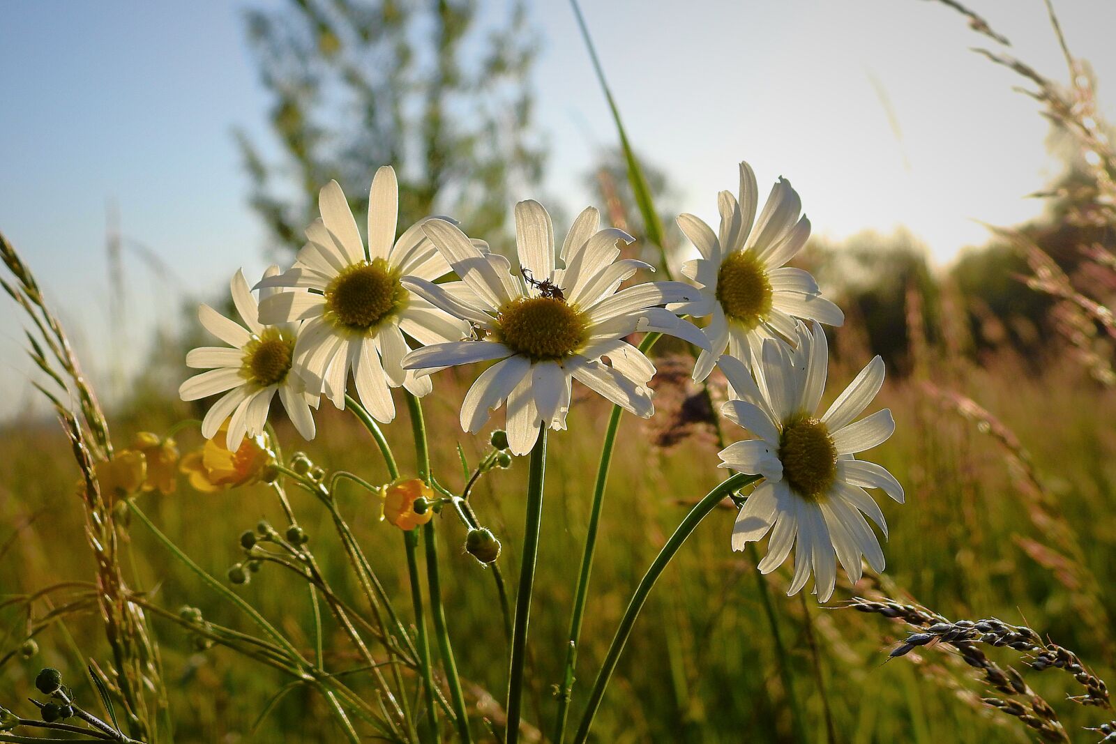 Nikon Coolpix P900 sample photo. Flowers, daisies, meadow photography