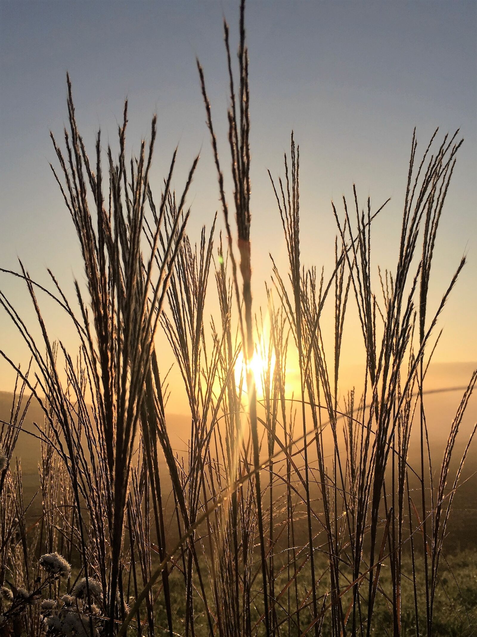 Apple iPhone 6 sample photo. Grasses, sunrise, nature photography